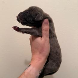 Girl 3 - Blue female Great Dane puppy in Jerusalem, Arkansas from Mara Danes