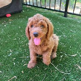 Teal - Red  male Goldendoodle puppy in Indian Trail, North Carolina from Castleberry Doodles and Poodles