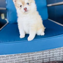 Cinnamon Toast Crunch - Red and white female Pomsky puppy in Yavapai County, Arizona from Pawsh Pomskies