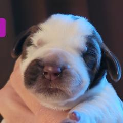 Puppy #3 - Spinone Italiano puppy in Waller, Texas from QuietWood