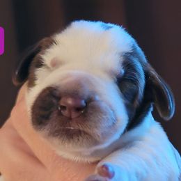 Puppy #3 - Spinone Italiano puppy in Waller, Texas from QuietWood