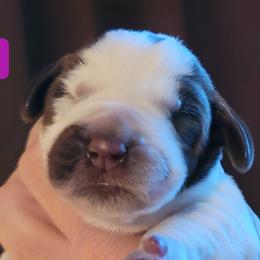 Puppy #3 - Spinone Italiano puppy in Waller, Texas from QuietWood
