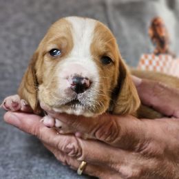 Male 1 - Red and white male Basset Hound puppy in Trade, Tennessee from TN Miniature Dachshunds & Basset Hounds