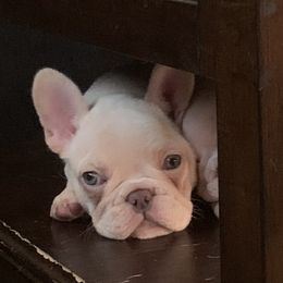 French Bulldog Puppies from De Lux Frenchies