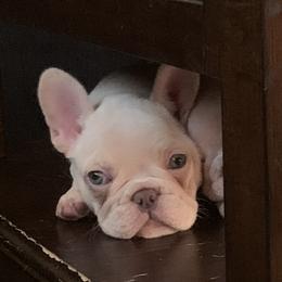 French Bulldog Puppies from De Lux Frenchies