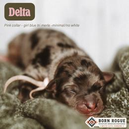 Delta - Blue merle female Miniature American Shepherd puppy in White City, Oregon from Born Rogue Miniature American Shepherds