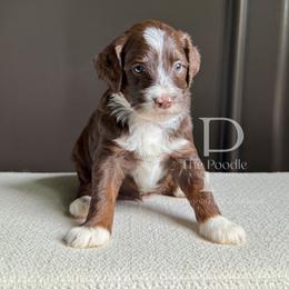 Flint - Brown and white male Bernedoodle puppy in Tulsa, Oklahoma from The Poodle Co. Raising Doodles & Poodles