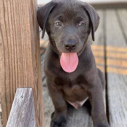 Labrador Retriever Puppies from North Trail Retrievers