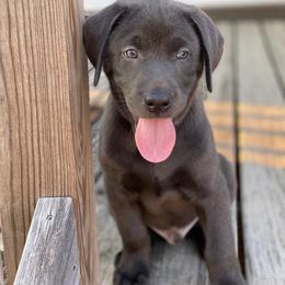 Labrador Retriever Puppies from North Trail Retrievers