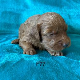 F77 - Red  female Goldendoodle puppy in West Point, Iowa from Jim Anderson