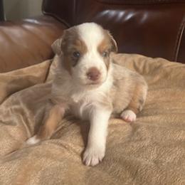 Miniature Australian Shepherd Puppies from Dream Dog Mini Aussies