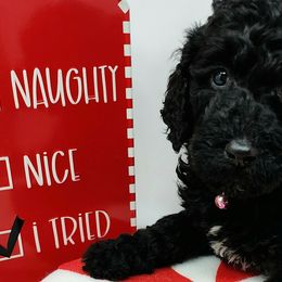 Pink Collar Female - Poodle puppy in Selinsgrove, Pennsylvania from Poodle Paws and Puppies