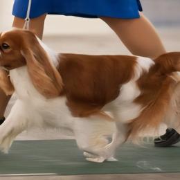 Cavalier King Charles Spaniels from Royal Paradise Cavaliers of Hawaii
