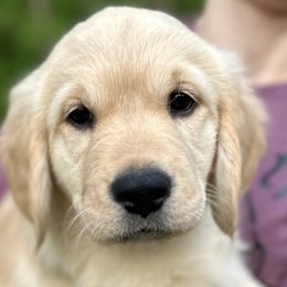 Girl 2 - Golden Retriever puppy in Fieldale, Virginia from Interlock Goldens