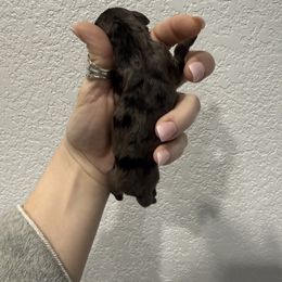 Girl 1 - Merle Goldendoodle puppy in Fayetteville, Arkansas from Silver Hill Farm