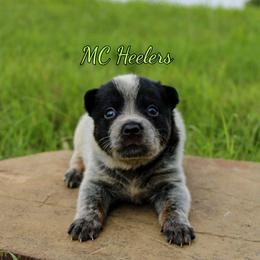 Rowena - Blue speckled female Australian Cattle Dog puppy in Waxahachie, Texas from MC Heelers