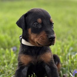 Chanel - Black and rust female Doberman Pinscher puppy in Winchester, Ohio from 32 Farms