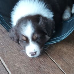 Boy 3 - Red tri-color male Australian Shepherd puppy in Woodbridge, Connecticut from Somewhere in Thyme Aussies