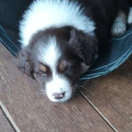 Boy 3 - Red tri-color male Australian Shepherd puppy in Woodbridge, Connecticut from Somewhere in Thyme Aussies
