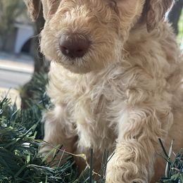 Poodle Puppies from Desert Horizon poodles
