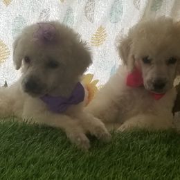 Poodle Puppies from Standard Hearts