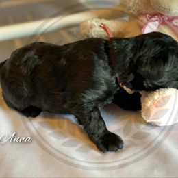 Miniature Schnauzer Puppies from Laurel Crown Schnauzers
