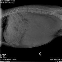 Miniature Schnauzer Puppies from The Blue Eyed Schnauzer