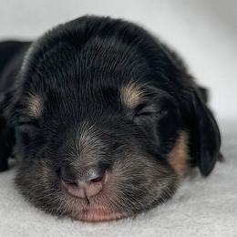 Brachiosaurus - Black and cream female Dachshund puppy in Winamac, Indiana from WZ Kennels