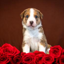 Border Collie, Papillon, Sporty Mix, and Whippet Puppies from Old Hemp Border Collies / Open Horizon Sport Dogs