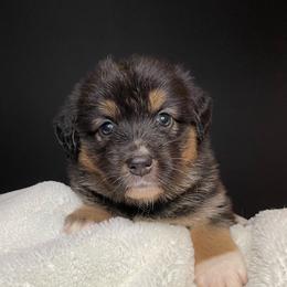 TIFFANY - Black tri-color female Australian Shepherd puppy in Hayward, California from Grissom’s Aussies