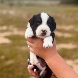 Danny - Black tri-color male Australian Shepherd puppy in Uvalda, Georgia from Happy Ours Australian Shepherds