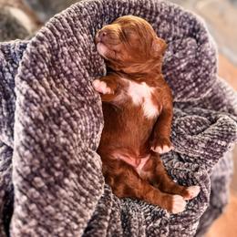 Phoenix - Red male Cavapoo puppy in Idaho Falls, Idaho from Freckle Paw Family