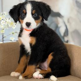 Orange - Tri-color female Bernese Mountain Dog puppy in Yuciapa, California from AlltheDoodlez_