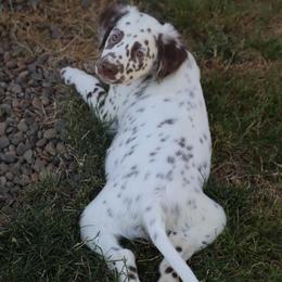 Tan - White and liver brown male Dalmatian puppy in Cottage Grove, Oregon from Hidden Hills Dalmatians