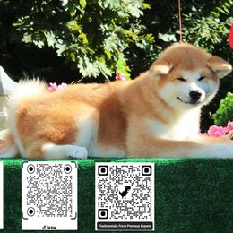 Boy 6 - Red male Japanese Akitainu puppy in Maryland from Capital Akita