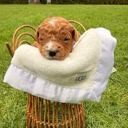 Carmel - Red  female Goldendoodle puppy in Battleground, Washington from Doodles Delight PNW