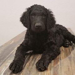 Curly-Coated Retriever Puppies from Tyneside Curlies