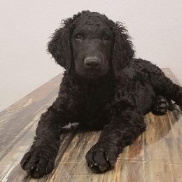 Curly-Coated Retriever Puppies from Tyneside Curlies