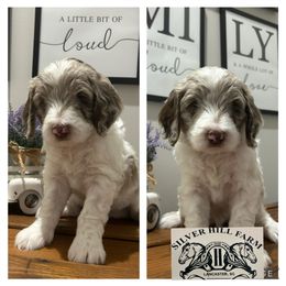 Chocolate Merle Parti - Merle male Goldendoodle puppy in Lancaster, South Carolina from Silver Hill Farm SC