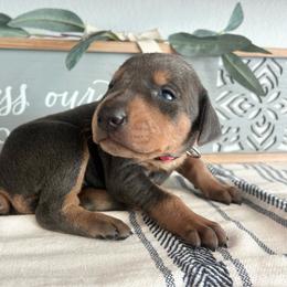 Hot Pink - Blue and rust female Doberman Pinscher puppy in Fort Worth, Texas from Arkwatch Dobermans