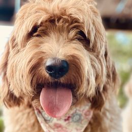 Bali - Goldendoodle