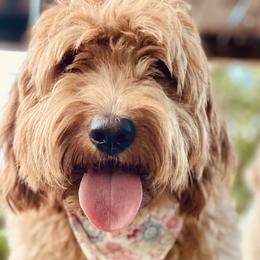 Bali - Goldendoodle