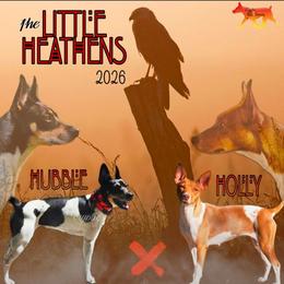 Rat Terrier puppies from Cryptic Rat Terriers