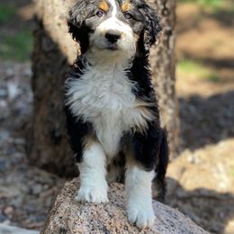Bernedoodle and Sheepadoodle Puppies from Penny Harris