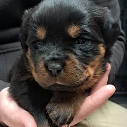 Boy 5 - Black and mahogany male Rottweiler puppy in De Witt, Iowa from Irish Eyes Kennels