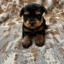 Maggie - Black and tan female Yorkshire Terrier puppy in Navarre, Florida from KAYY services