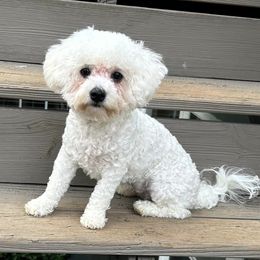 Bichon Frises from Snow in the South