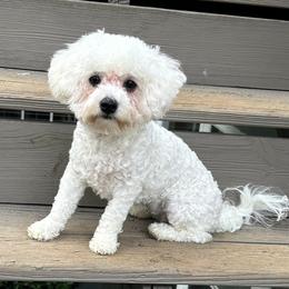 Bichon Frises from Snow in the South