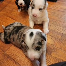 Border Collie Puppies from BC Dogs at the Rodgers