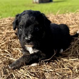 Grey collar toy - Black tri-color male Aussiedoodle puppy in 32046, Florida from River Hill Ranch